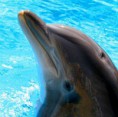 /album/galerie-de-photos-nature-technologie/screenhunter-45-jan-17-17-59-jpg/